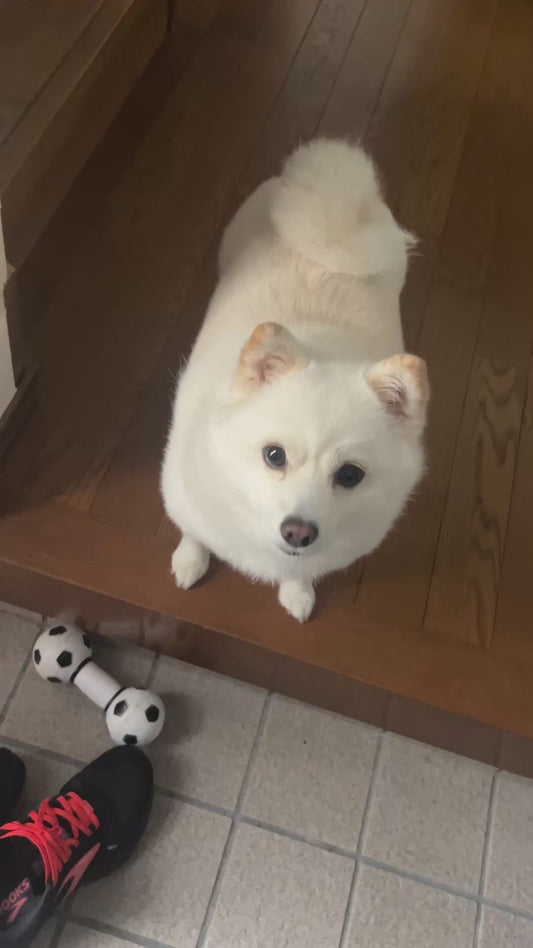 Dog Greets Owner Like it’s been Forever — Even After Just Three Seconds