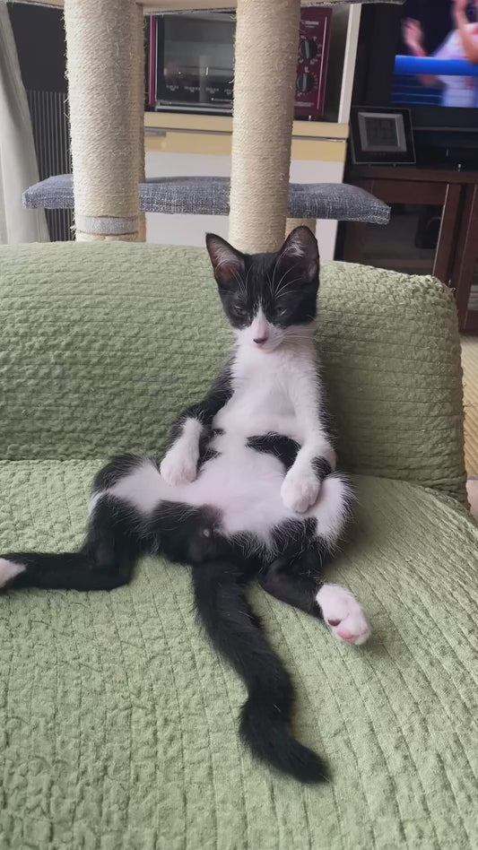 Cat Sits on the Couch Like a Human