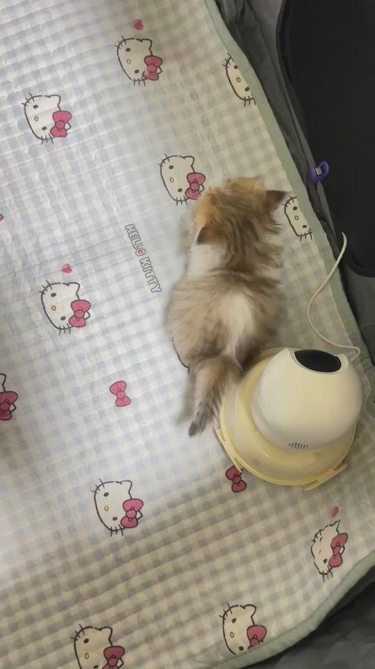 Adorable Tiny Kitten Walks Around