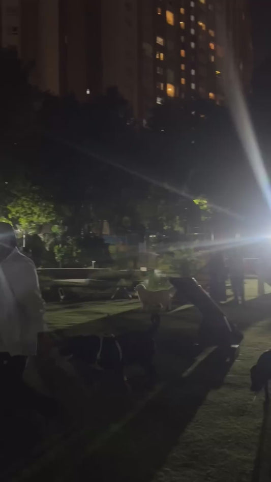 Dog Struggles to Find Owner in a Dark Park