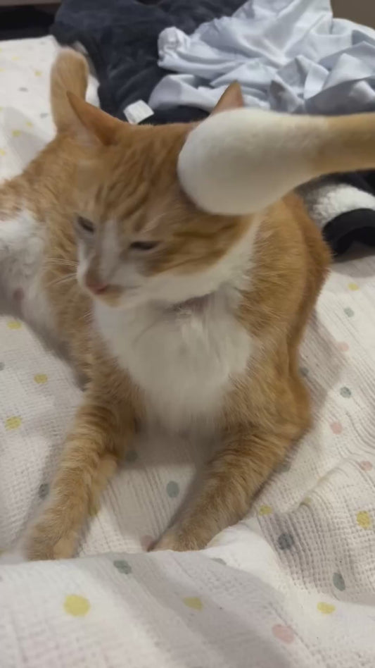 Owner 'Cleans' Cat's Ear Using Giant Cotton Bud