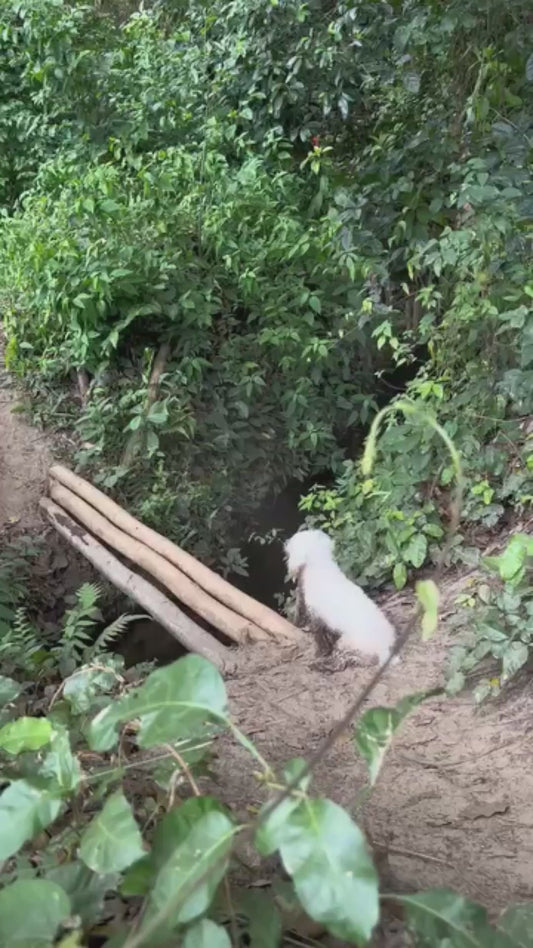Overjoyed Dog Can’t Contain His Excitement on Adventure to a Waterfall