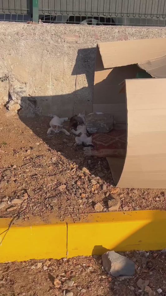 A Group of Sleepy Kittens Greet the Camera