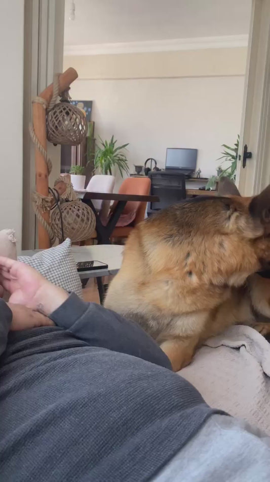 Dog Gets Upset as Owner 'Eats Its Nose'