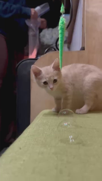 Curious Kitten Plays with Bubbles