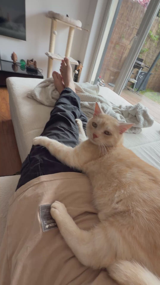 Cat Falls Off Owner's Legs, Then Slaps Him