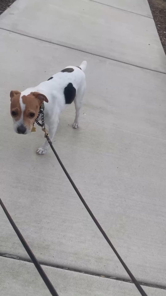 Dog Refuses to Walk Until Owner Removes Leaf From His Paw