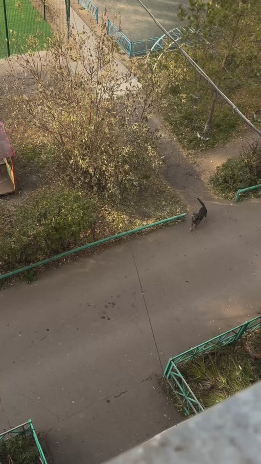 Stray Dog Waits Every Day to See His Favourite Human