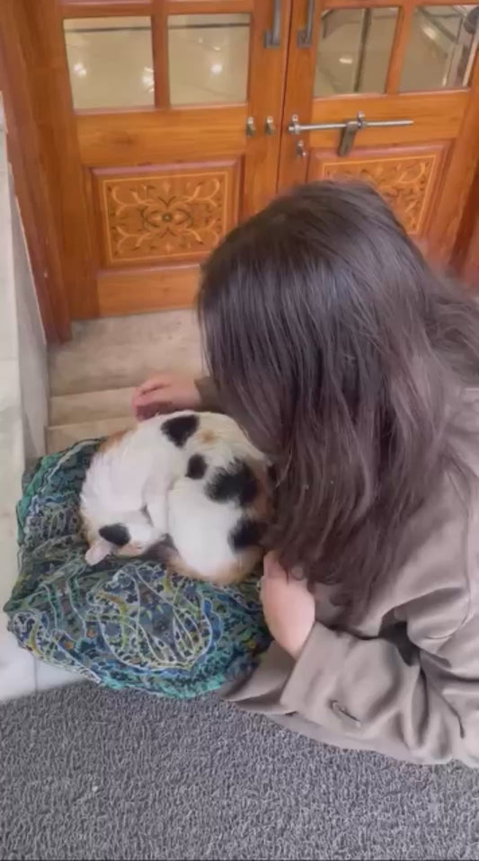 Cat Refuses to Leave a Woman’s Side After Bonding