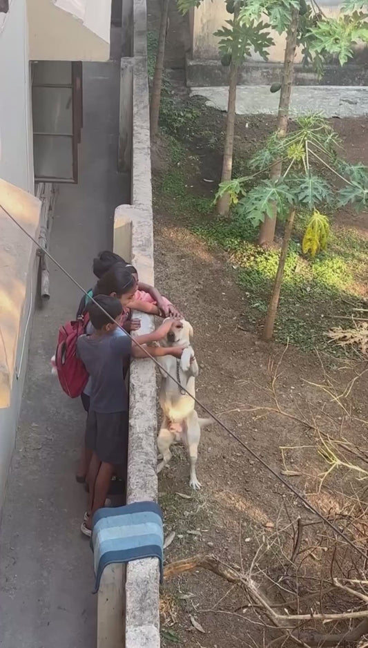 Dog Loves Receiving Affection from Neighbourhood Children