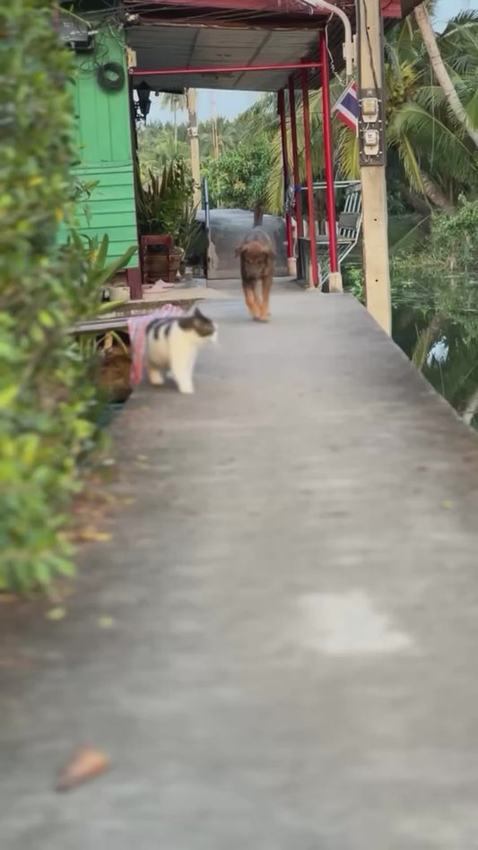 Cat Has a Peculiar Way of Walking Towards its Owner