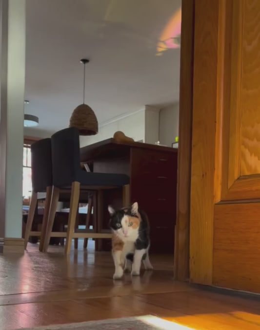 20-Year-Old Cat Walks Over to Say Hi to Her Owner