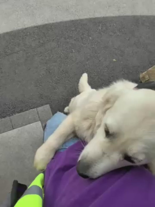 Delivery Driver's Encounters With Friendly Dogs