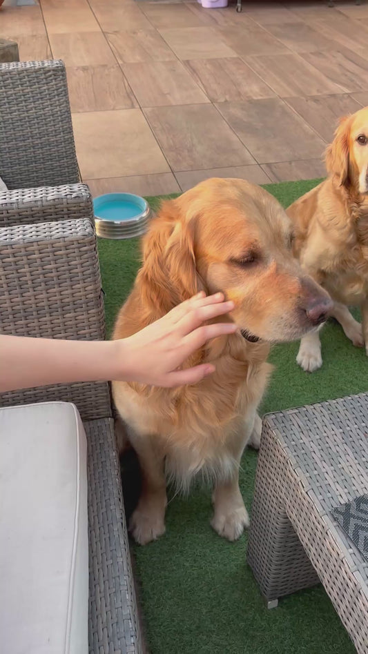 Dog Makes Funny 'Grrr' Facial Expression