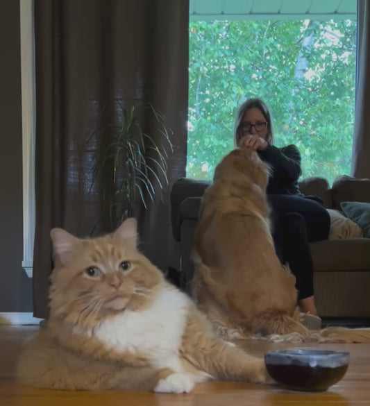 Cat Shakes her Bowl as if to Demand More Food