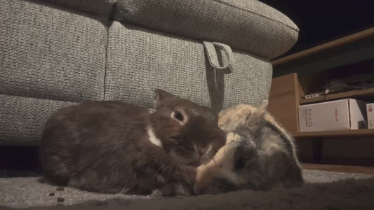 Adorable Bunny Rabbits Snuggle Up Together