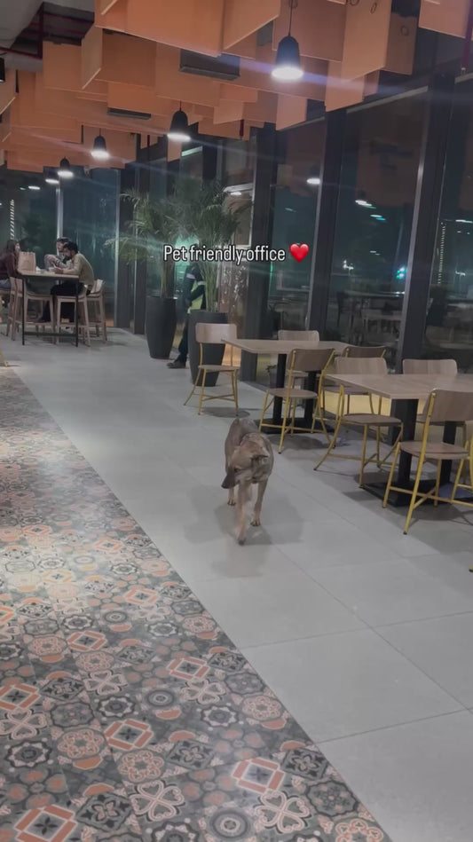 Pet-Friendly Office Welcomes Stray Dogs to Eat and Relax with Employees