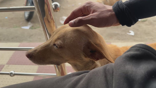 Stray Dog Enjoys Affection
