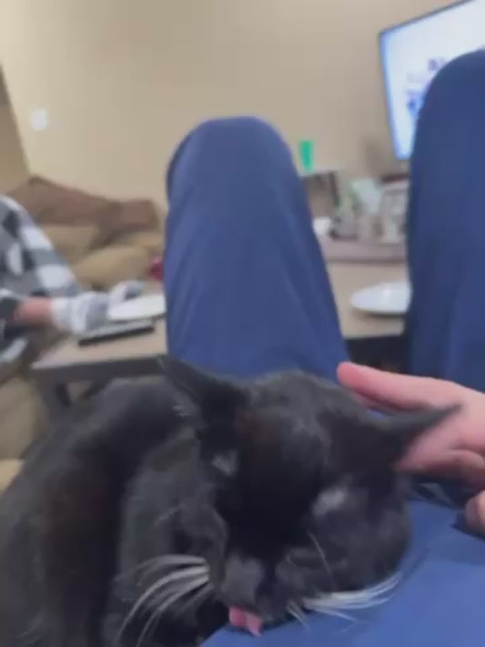 Cat Has Silly Reaction to Being Scratched