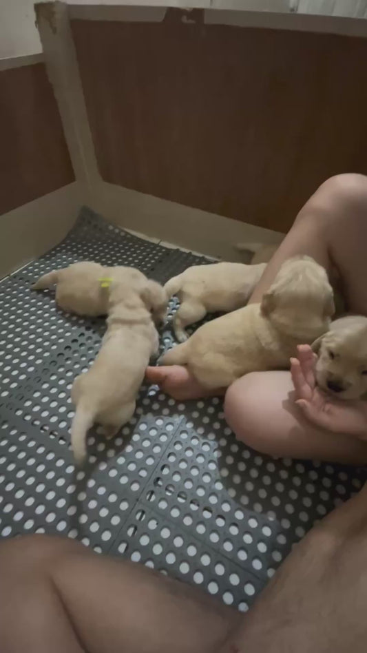Golden Retriever Puppies Howl in Unison