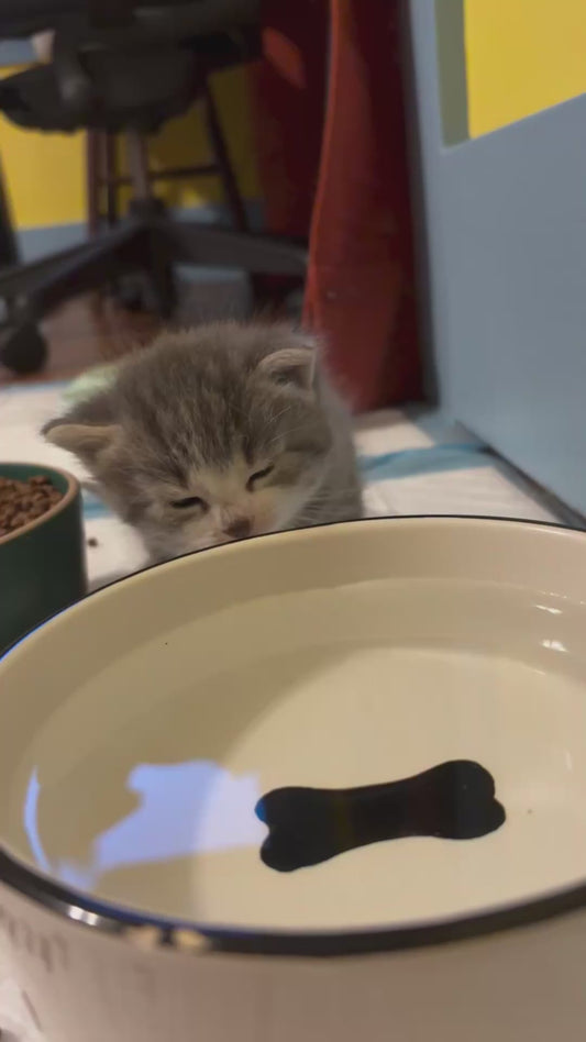 Tiny Kitten Attempts to Drink From Large Bowl