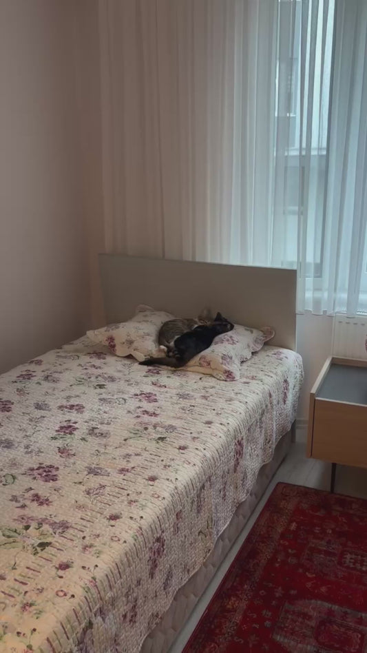 Two Cats Cuddle Up Together on Pillow
