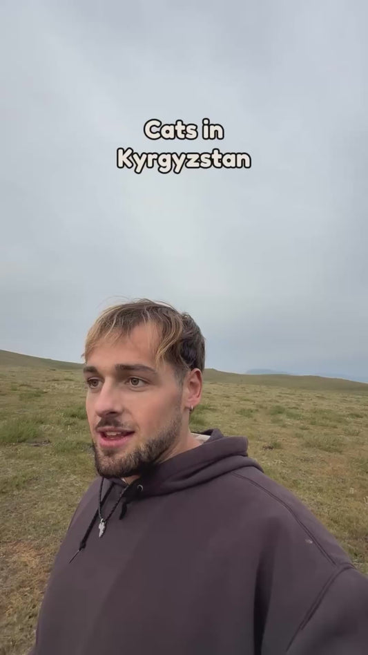 Kitten Attends Volleyball Match in Kyrgyzstan