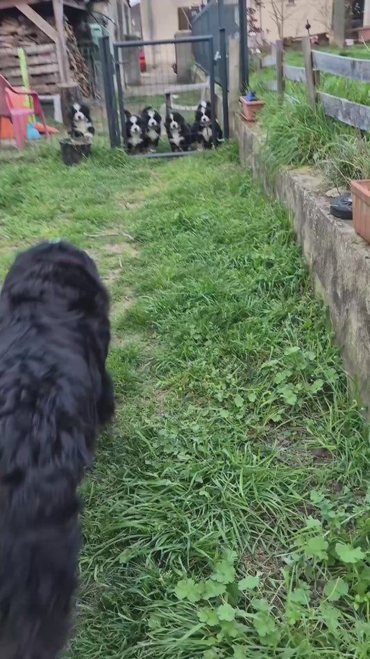 Owner Opens Gate for Puppies