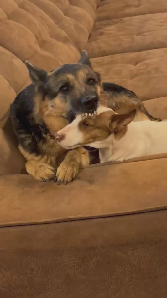 German Shepherd & Jack Russell’s Chaotic Sibling Bond