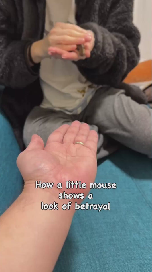 Pet Mouse Shows a Look of Betrayal