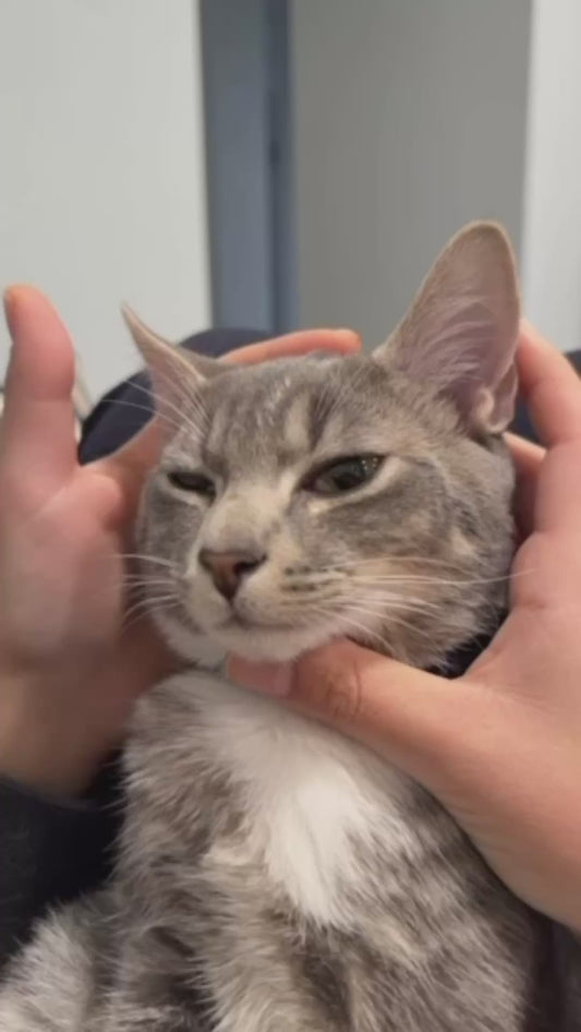 Moving Cat's Face Into Different Positions