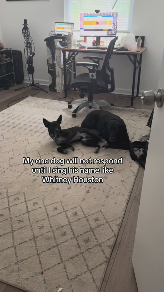 Dog Only Responds When Owner Sings His Name Like Whitney Houston