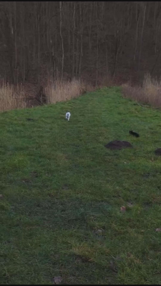 Cats Play Together on Grass