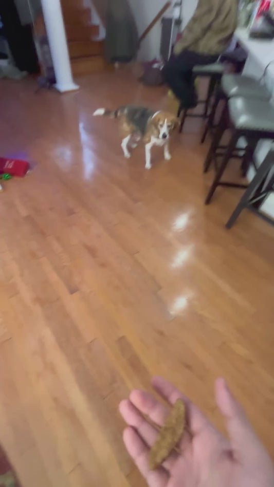 Owner 'Ragebaits' Dog with Treats