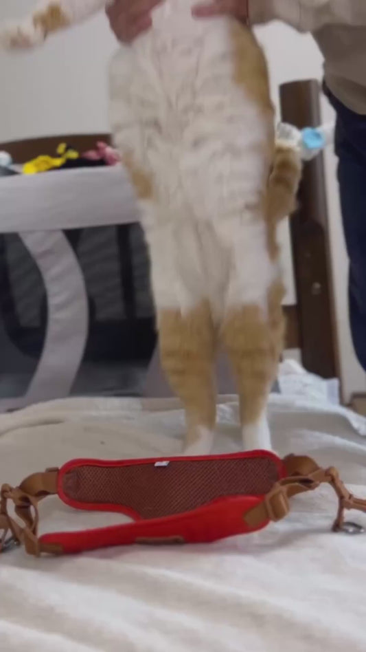Owner and Chatty Cat Have a Full Conversation During Dressing Time