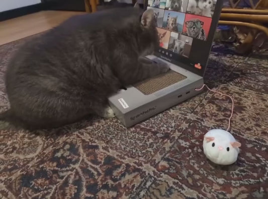 Cat ‘Works’ on Toy Laptop