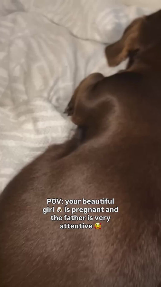 Dachshund Stays by Pregnant 'Wife's' Side