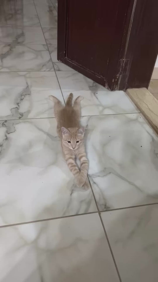Orange Cat’s Bizarre Sitting Pose Has Everyone Laughing