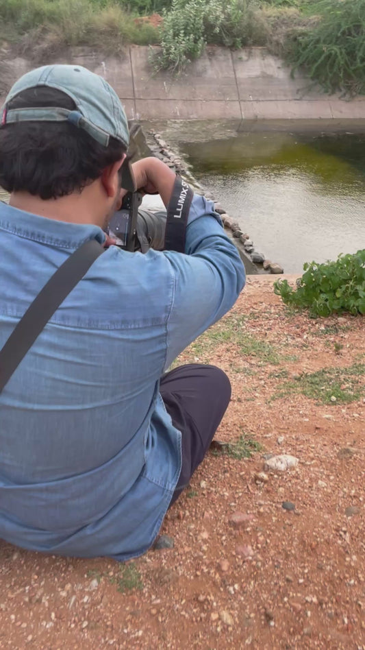 Snakes Attempt to Catch Fish