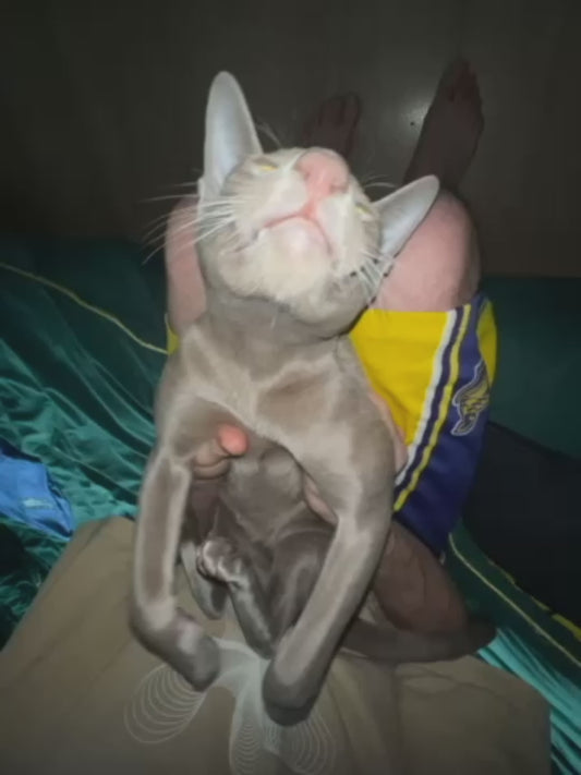 Cat Enjoys Being Massaged