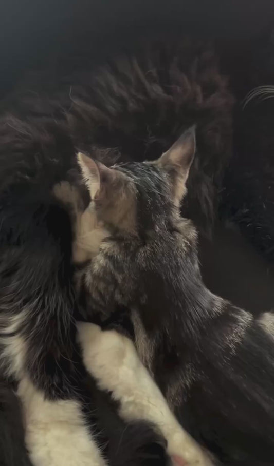 Cat Attempts to Drink Milk From a Male Cat