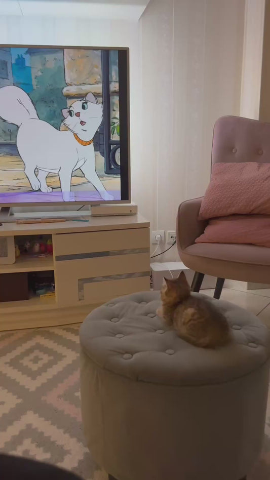 Curious Cat Watches Cartoons