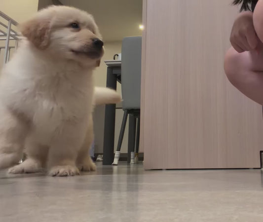 Puppy Does Clever Tricks for Treats