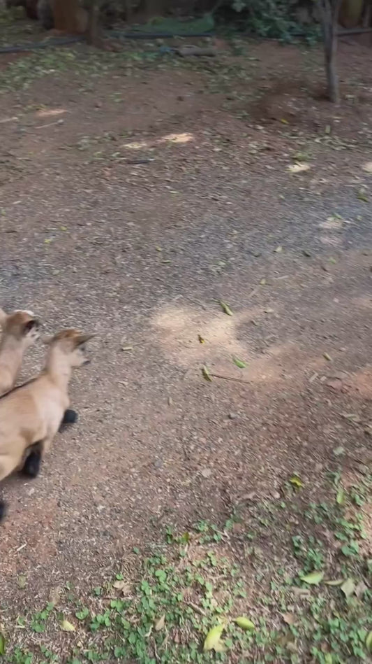 Adorable Baby Goats Get Zoomies