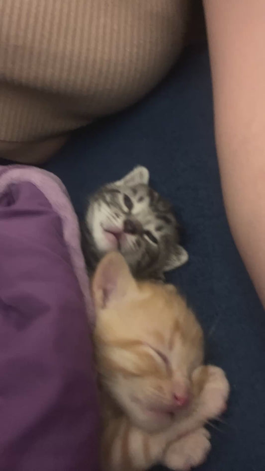 Two Kittens Sleep Side by Side Under a Blanket