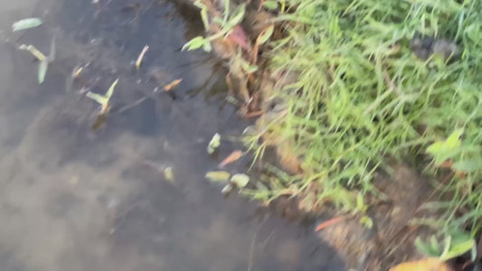 Beautiful Video of a Pond