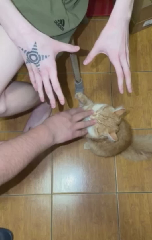 Owners Play-Fight Their Orange Cat