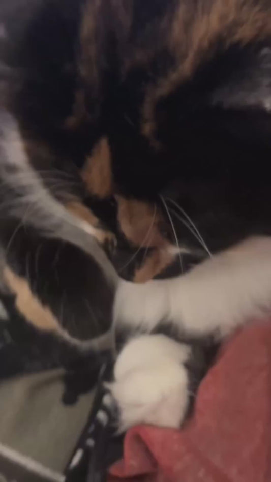 Owner’s Conversation with her Calico Cat