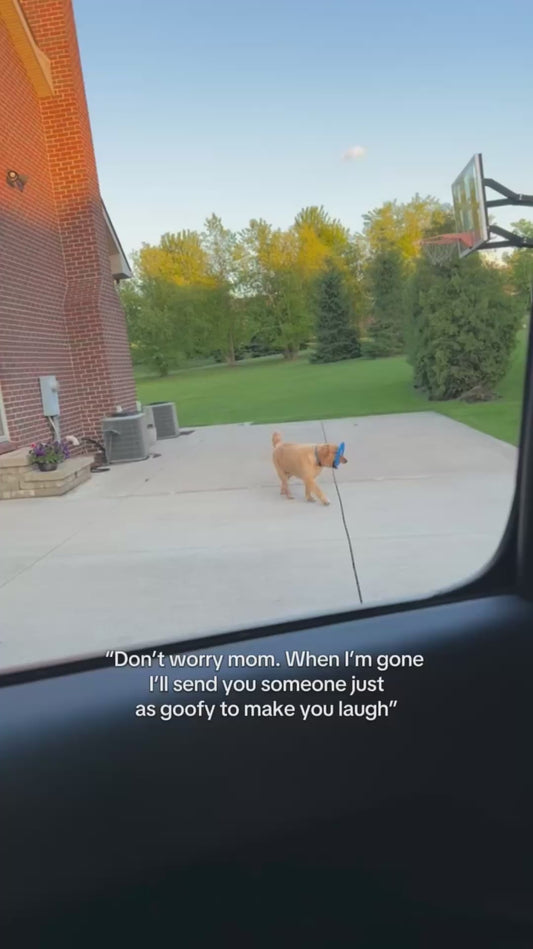 Owner Sees Former Dog’s Behaviour in her New Dog