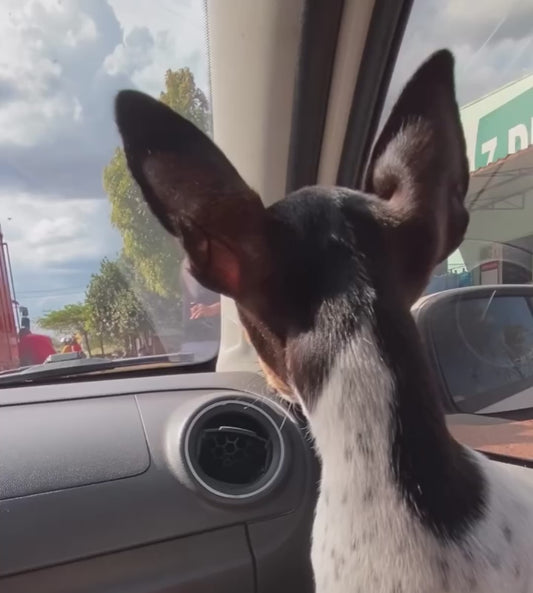 Puppy Can’t Contain His Joy When Owner Returns